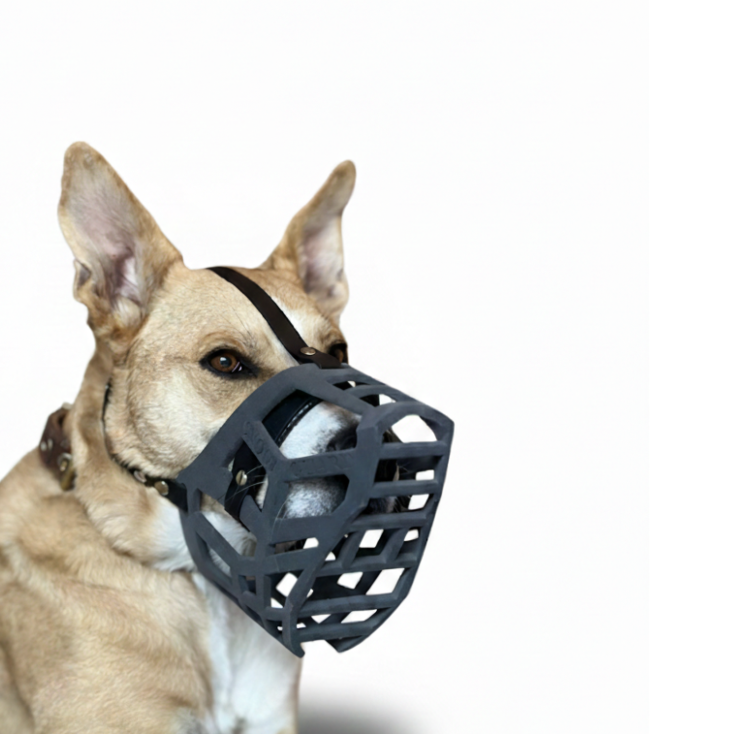 Snoutguard - BUDDY "Active" Bundle